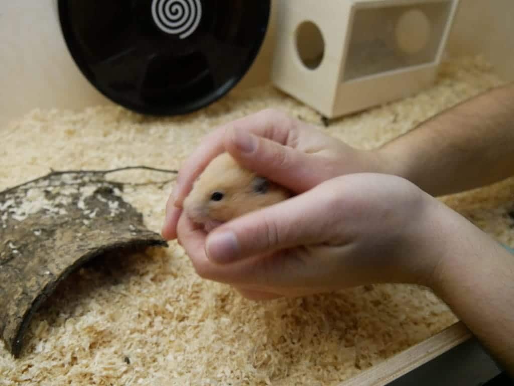 goldhamster-hand-schließen-schritt-5