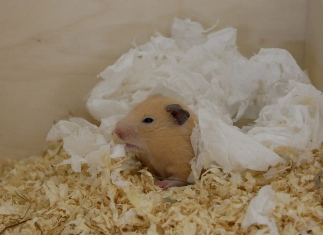 goldhamster-nestbau-papiertaschentuch